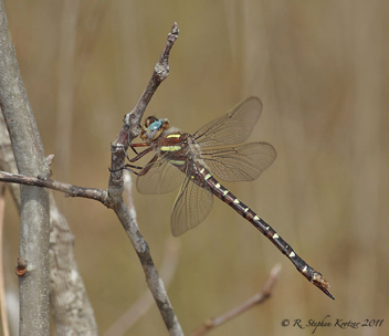 Cordulegaster maculata, female